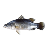 Whole Nile Perch