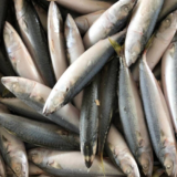Pacific mackerel