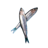 Sardines