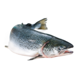 Whole salmon