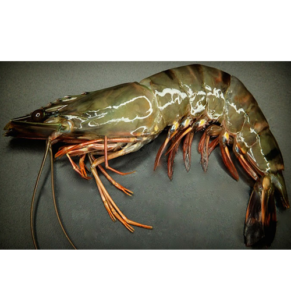 Tiger Prawns