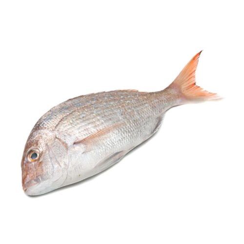Whole White Snapper